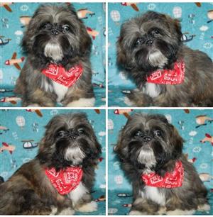 Brindle Shih Tzu boy