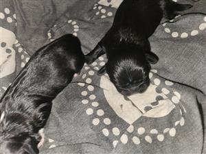 Pekingese puppys for sale 