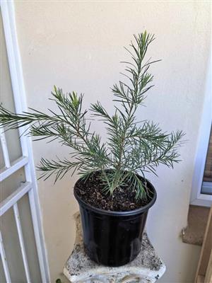 Tea Trees in 17cm pots R120ea