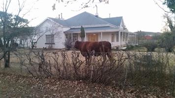Old rectory for sale in Jamestown, Eastern Cape 