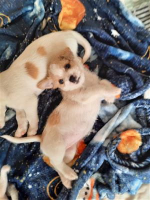 Jack Russell x Maltese puppies 
