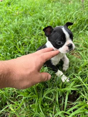 Boston terrier puppies