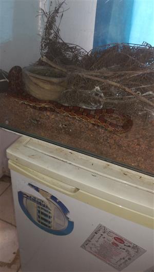 Corn snake with tank for sale 