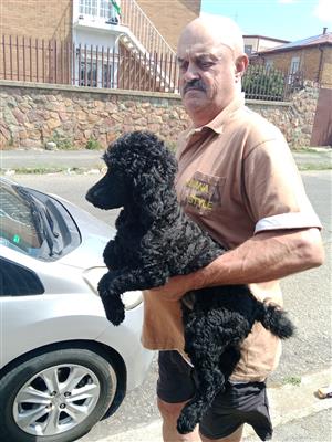 Standard French Poodles 