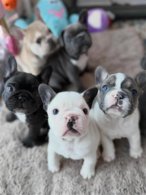 French Bulldog Puppies Frenchies 