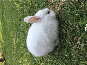 Bunny available 