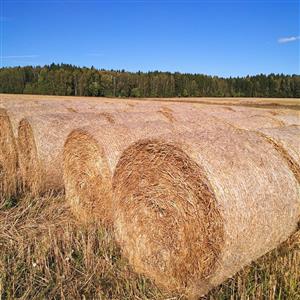 Freshly Harvest, New Stock Lucerne Square And Round Bales