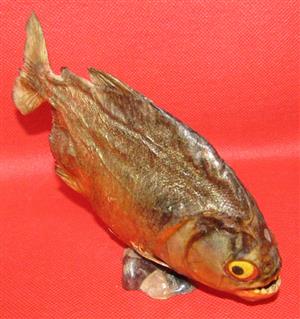Black Piranha - Serrasalmus Rhombeus - mounted & preserved
