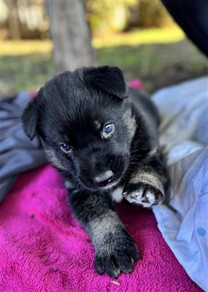 Puppies- german shepherd/husky/malinois