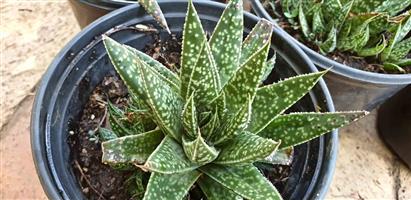Gasteraloe beguinii (mathithibala)