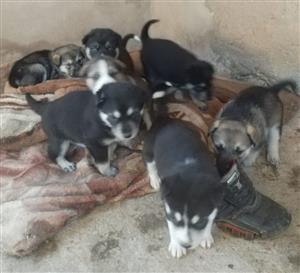 Husky Puppies For Sale