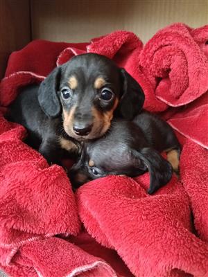 Miniature Dachshunds puppies for sale 