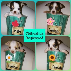 Chihuahua Geregistreerd 