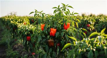 Mixed Use Farm With Thriving Income & Water Rights