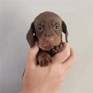 mini dachshund chocolate puppy
