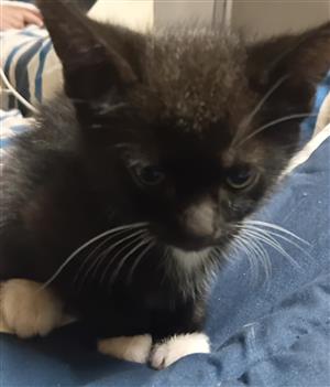 kittens for sale 