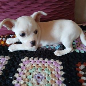Boston Terrier X Maltese 