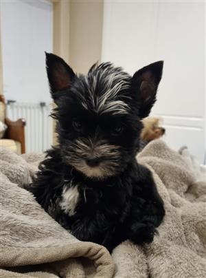 Registered CanineSA Yorkshire Terrier Puppy Coal Black boy DOB 5 March 2024
