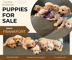 Golden Retriever Puppies, born 27 July 2026,  