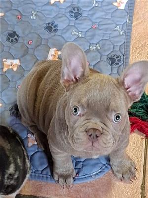 Gorgeous Exotic French bulldog puppies available