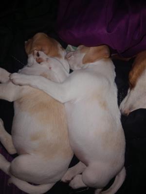 Beagles
