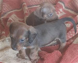 Worshond Puppies for sale