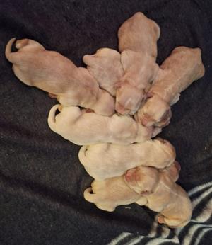 Golden Retriever Puppies