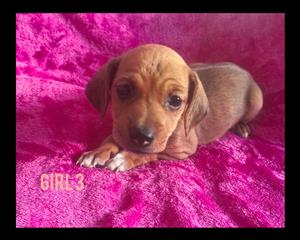 Chiweenie puppies