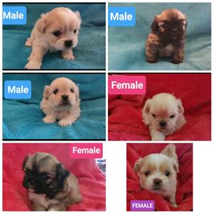 peonies crossed Maltese 6 weeks old puppies