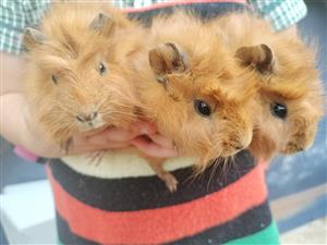 Baby guinea pigs for sale 