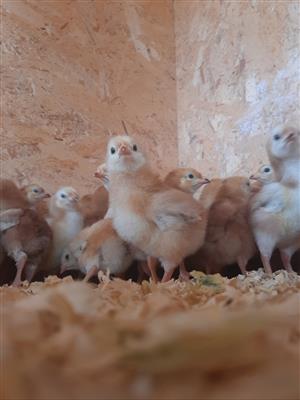  Purebred Rhode Island Red Chicks