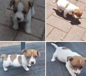 Pure Bred short legged Jack Russell pups for sale