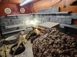 Reptile enclosures x 2