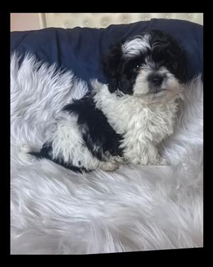 Maltese poodle puppies