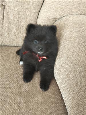 Very cute pedigree Toypoms, little black bears