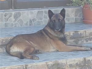 Belgian Malinois pups for sale