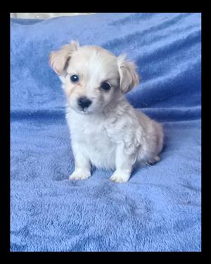 Morkie puppies