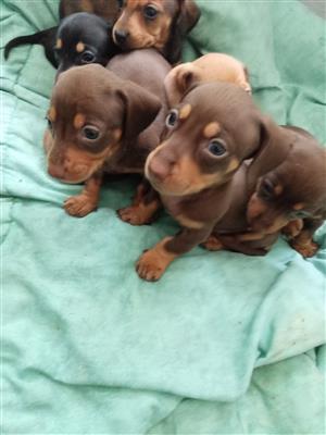 Beautiful Dachund/worshondjies puppies for sale