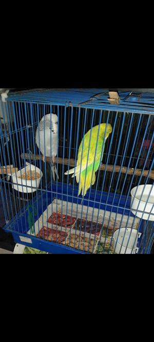 Budgies for sale