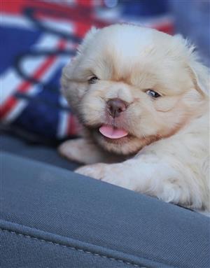  PEKINGESE PUPPIES AVAILABLE! 