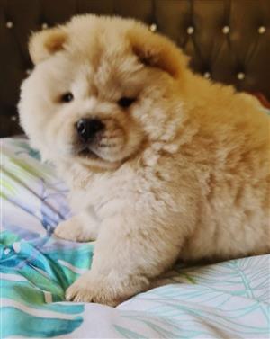 Chow Chow puppies 