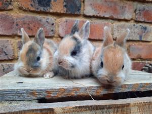 Harlequin dwarf rabbits for sale