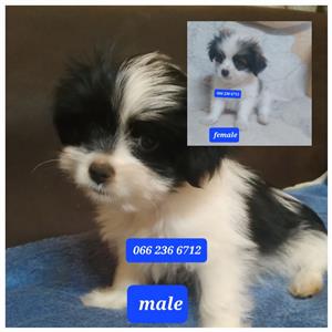  Beautiful Japanese chin x yorkie