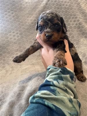 Gorgeous yorkipoo boys available 