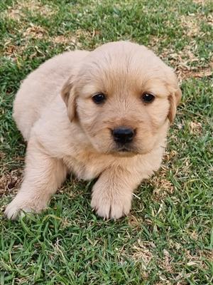 Gorgeous Golden Retriever puppies available