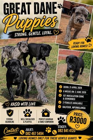 Great Dane Puppies