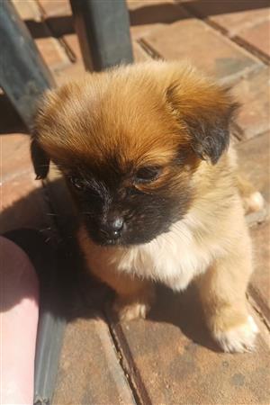 3 Peke A Jack Puppies for sale