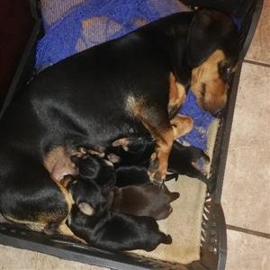 purebreed dachounds pups for sale