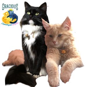 Gracious Himalayan Ragdoll kittens