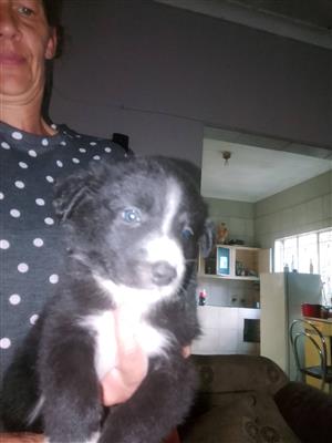 Border Collie /Australian Shepherd cross. 